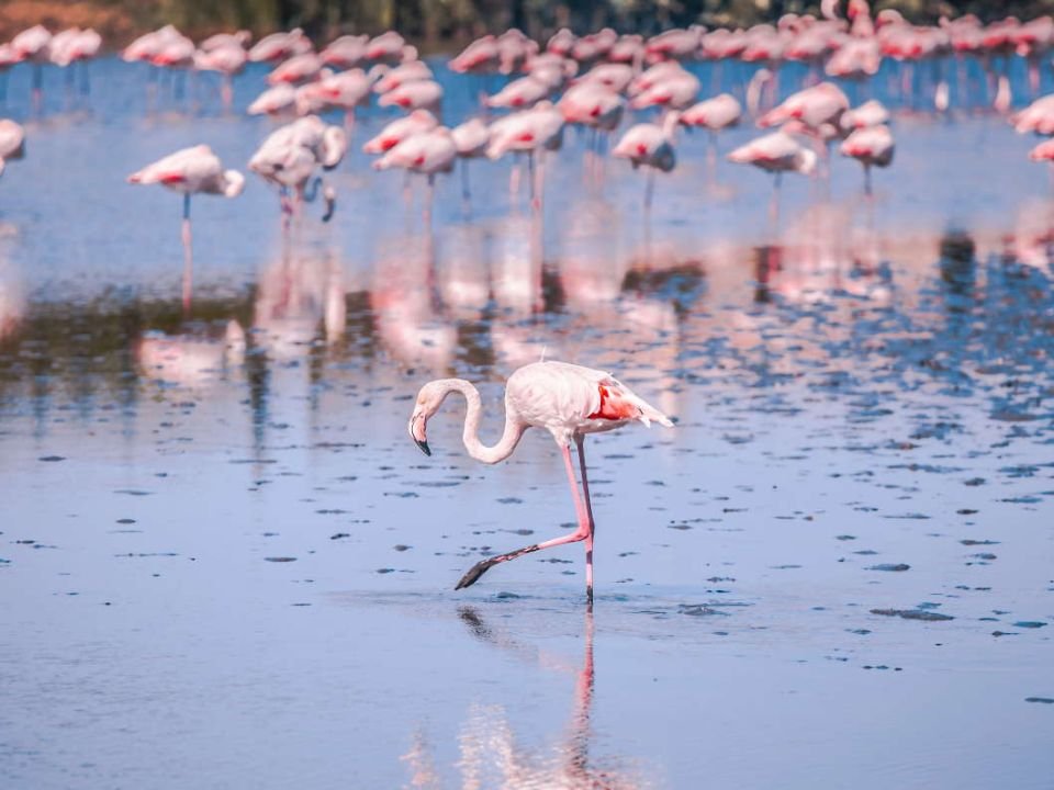 Attività in famiglia nel Sud Sardegna Visita al Parco di Montelargius Birdwatching Fenicotteri Rosa