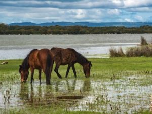 Attività in famiglia nel Sud Sardegna Visita al Parco della Giara Cavallini Selvatici