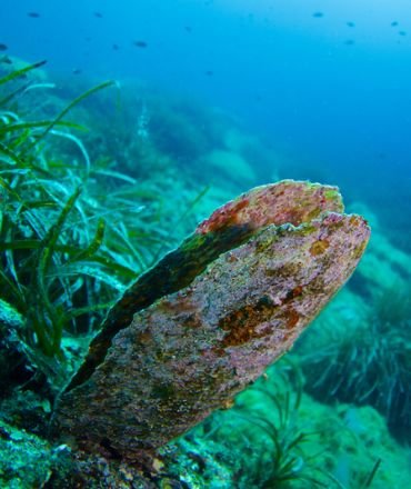 Grande Pinna nobilis su un fondale nell'Area Marina Protetta di Capo Carbonara