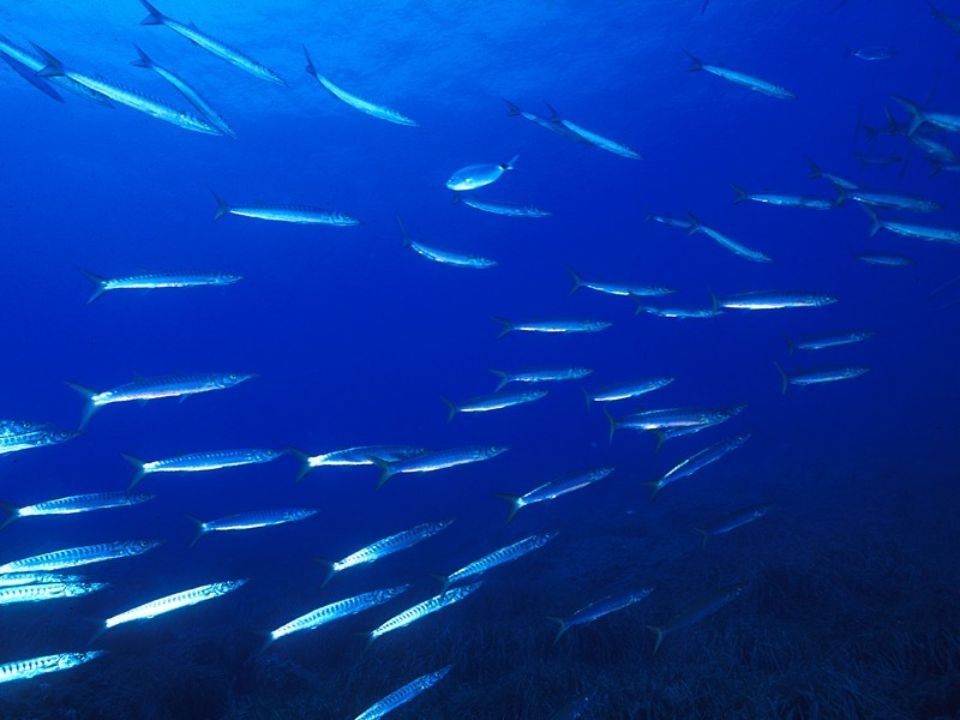 Specie protette dell'Area marina Protetta Capo Carbonara